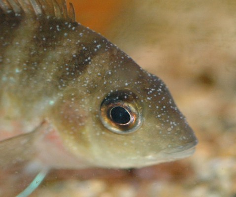 Cichlid Diseases Pictures
