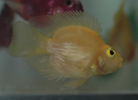 Yellow parrot cichlid