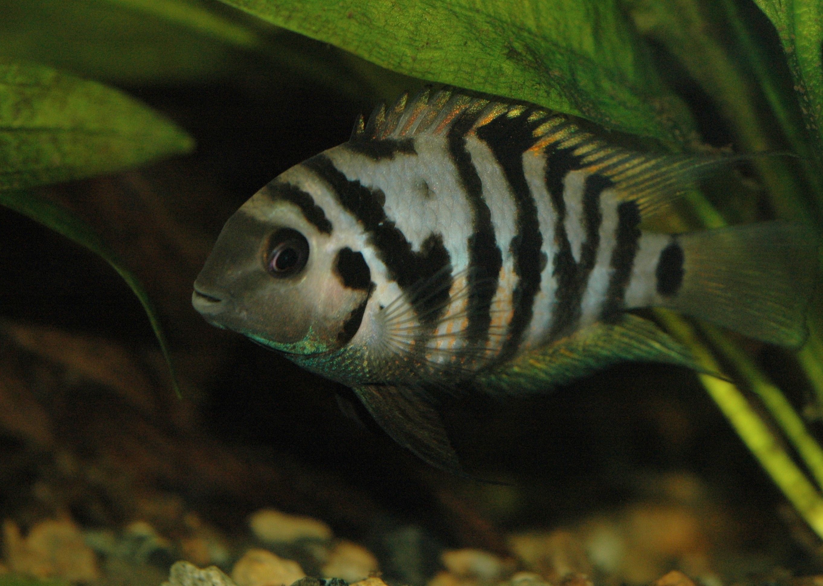 Convict Cichlid