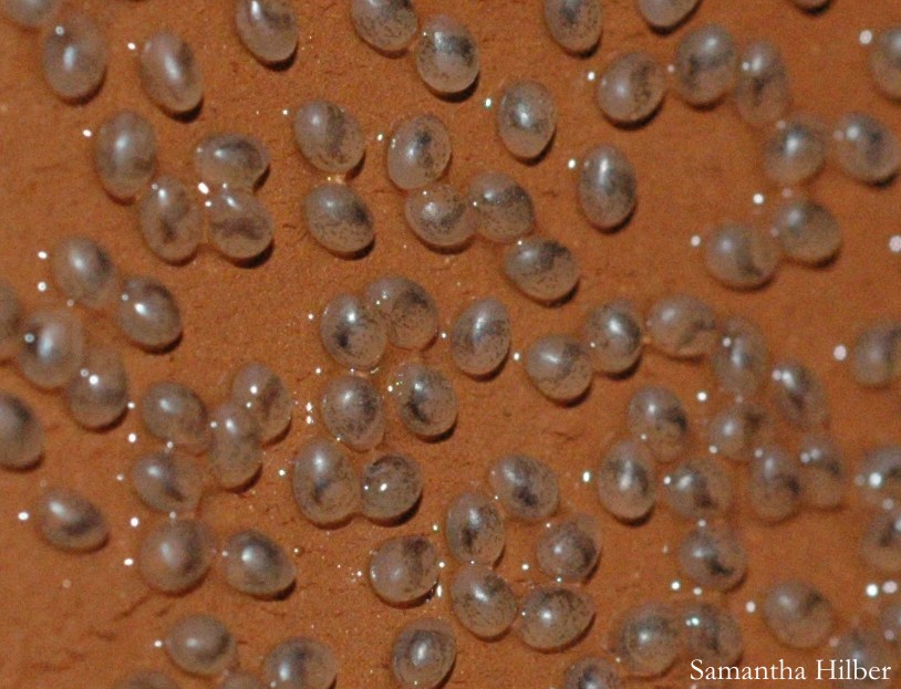 goldfish eggs hatching. At 80oF, the eggs will hatch